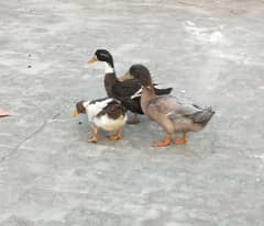 Duck Pair