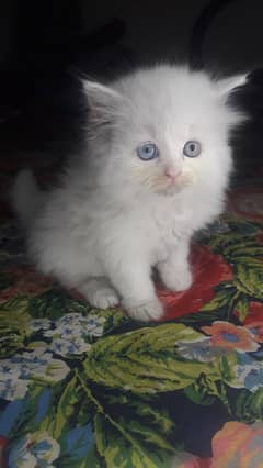 pure Persian kitten 0