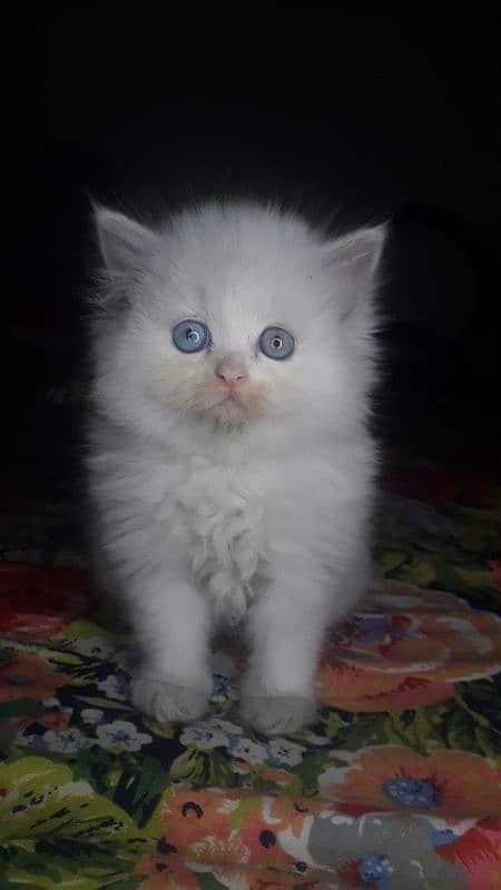 pure Persian kitten 1