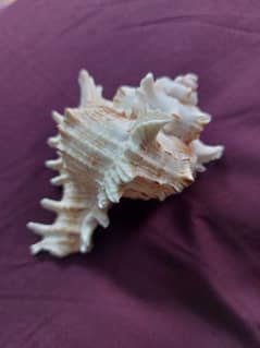 Lace Murex SeaShell