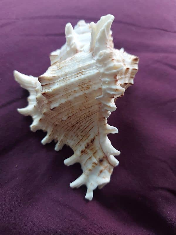 Lace Murex SeaShell 1