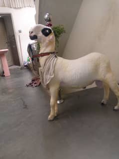 Desi mundra for sale age (5 months) , weight 35 kilo