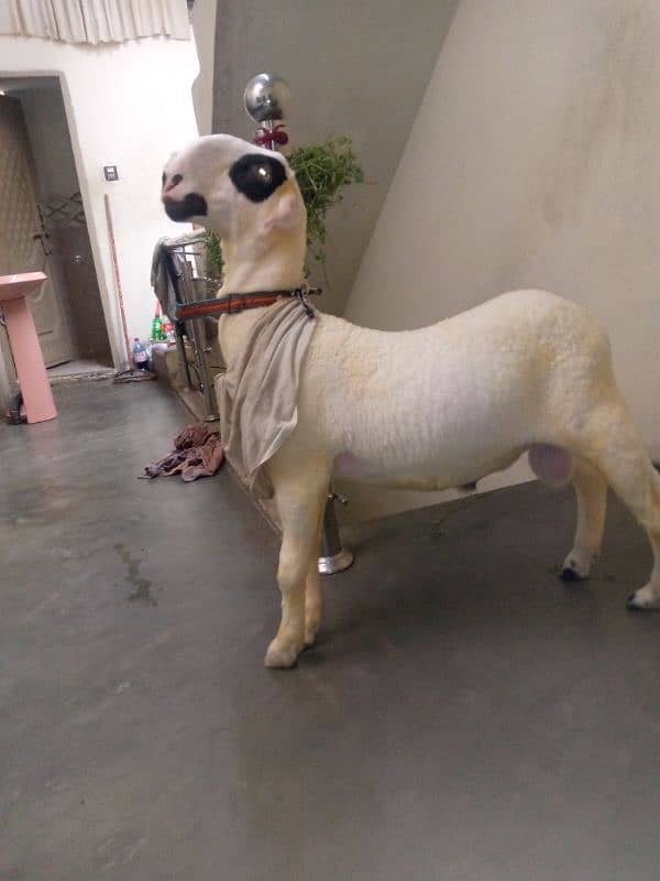 Desi mundra for sale age (5 months) , weight 35 kilo 0