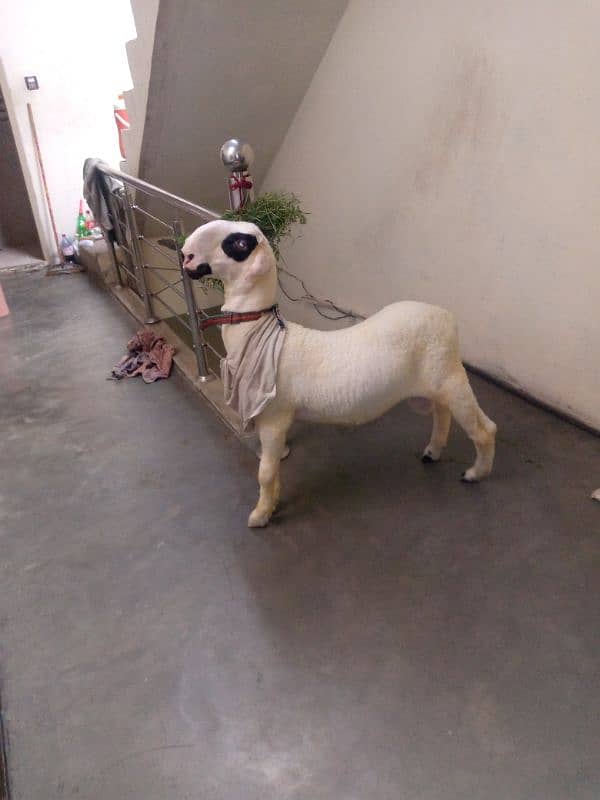 Desi mundra for sale age (5 months) , weight 35 kilo 1