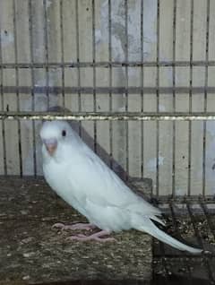 Australian parrots for sale