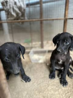 Labrador dog pair