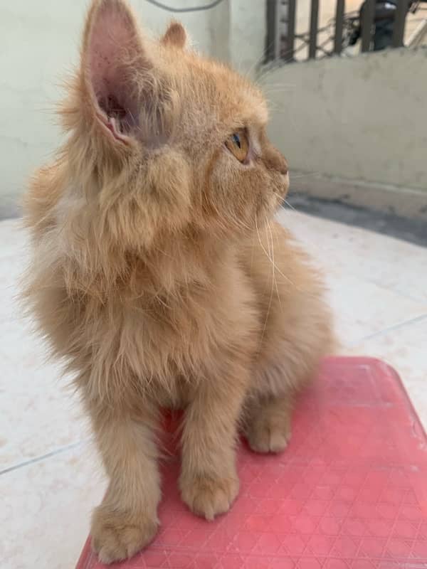 persian kitten only 5 months old golden brown colour 1