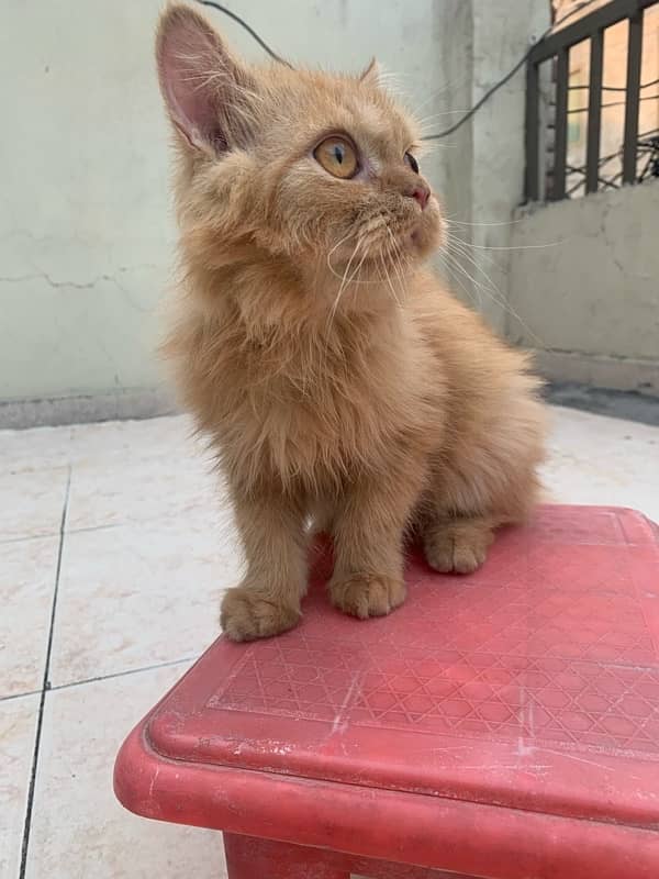 persian kitten only 5 months old golden brown colour 2