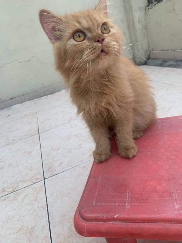 persian kitten only 5 months old golden brown colour 3