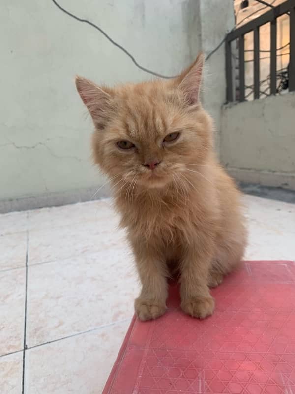 persian kitten only 5 months old golden brown colour 4