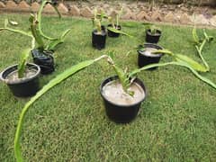 Dragon Fruit Plants