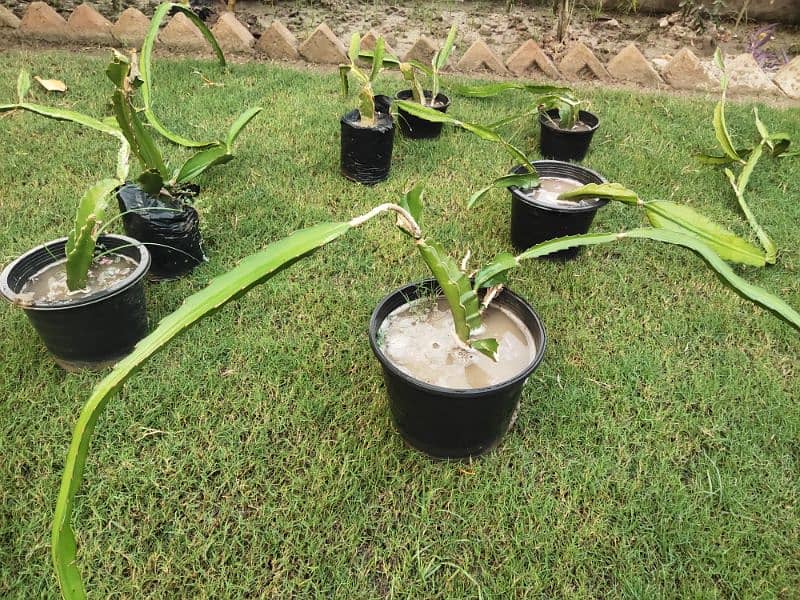 Dragon Fruit Plants 0