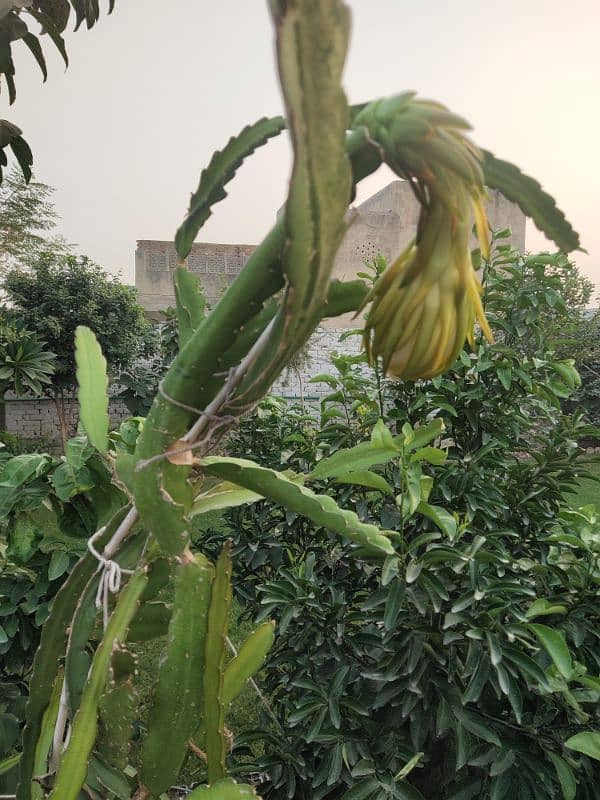 Dragon Fruit Plants 2