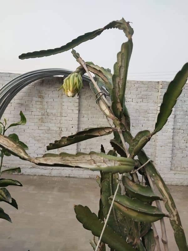 Dragon Fruit Plants 3