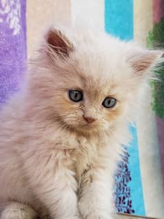 persian cat baby