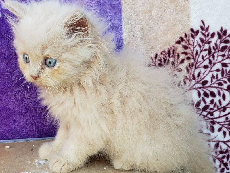 persian cat baby 1