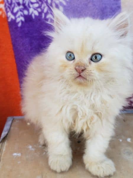 persian cat baby 2