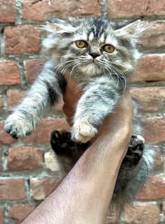 Persian female kitten (punch face)