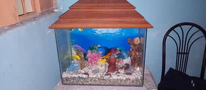 fish aquarium