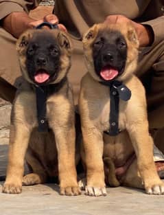 kurdish kangaal pair pure breed security dog 2months for sale