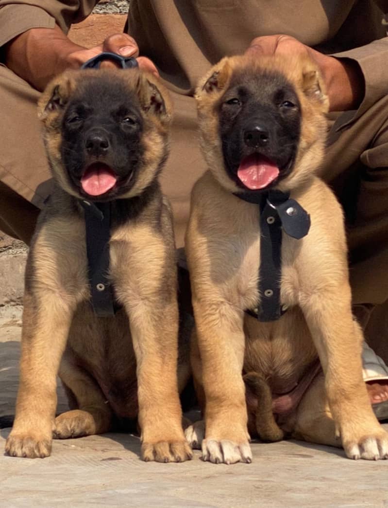 kurdish kangaal pair pure breed security dog 2months for sale 0