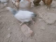 Egg laying hens 0