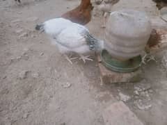 Egg laying hens & Murghay for sale