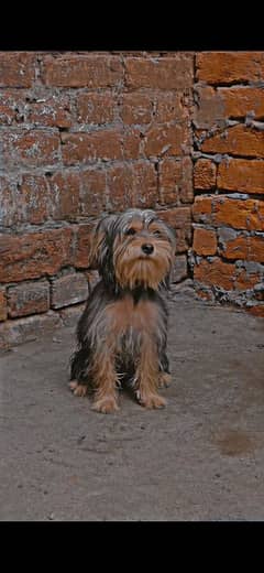 Toy breed Morkie Terrior pure