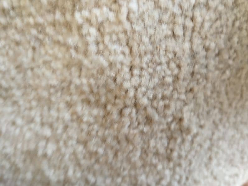 light brown carpet for sale 2