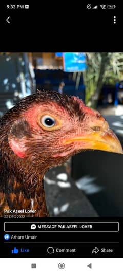 pure shajree hen for sale 0