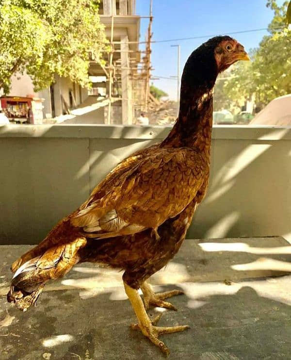 pure shajree hen for sale 1