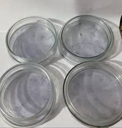 20 Glass Petri Plates for sale