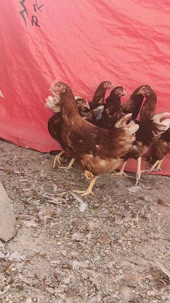 egg starter lohman brown hens for sale 0