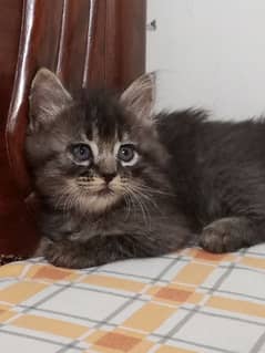 PERSIAN DOUBLE COATED | TRIPPLE COATED| kitten