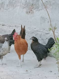 Golden misri hens_ 5 month old_healthy and active 0