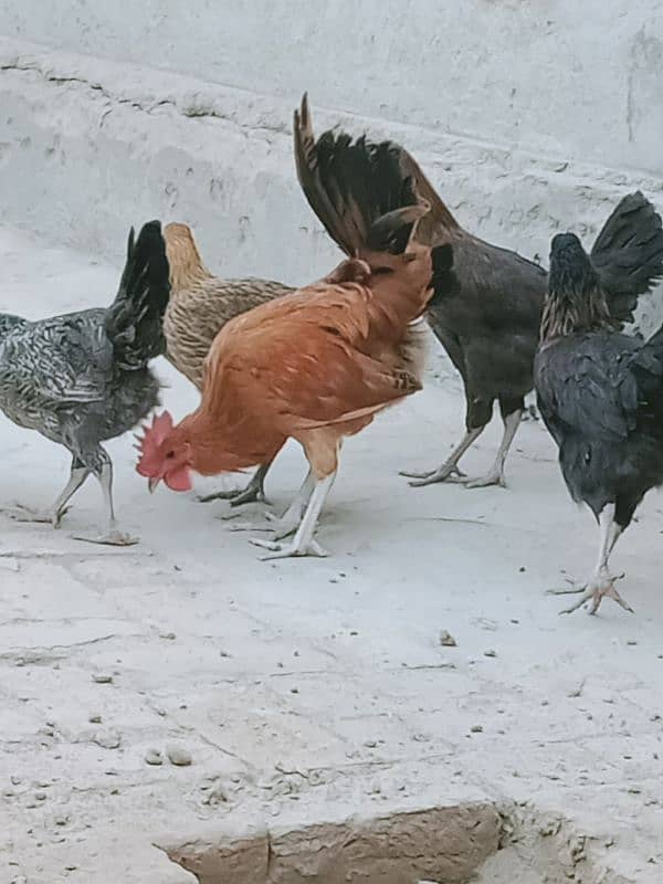 Golden misri hens_ 5 month old_healthy and active 1