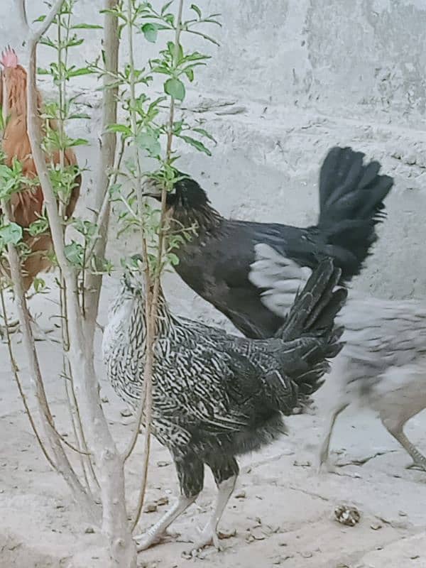 Golden misri hens_ 5 month old_healthy and active 3