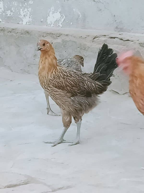 Golden misri hens_ 5 month old_healthy and active 4