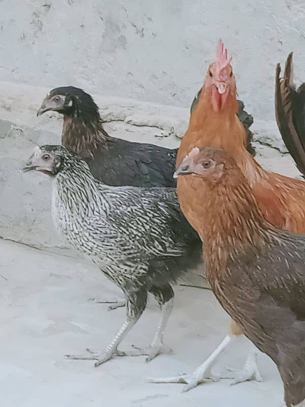 Golden misri hens_ 5 month old_healthy and active 5