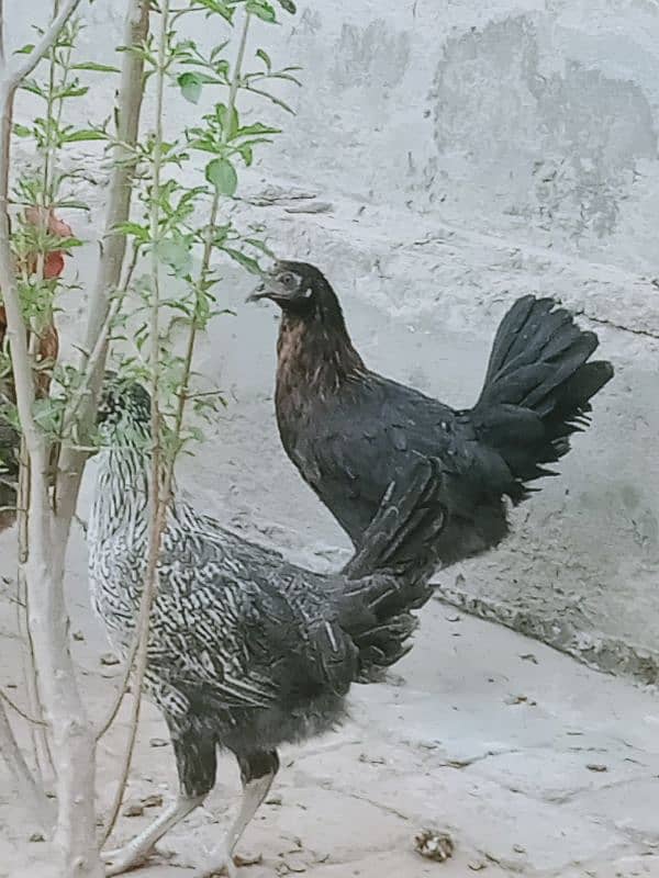 Golden misri hens_ 5 month old_healthy and active 6