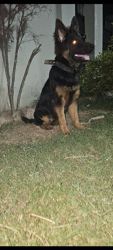 German shepherd 6 month age 1