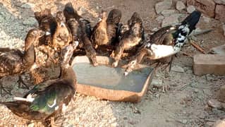 06 Ducks for Sell 0