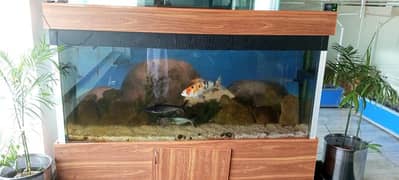 Fish aquarium all service in Lahore