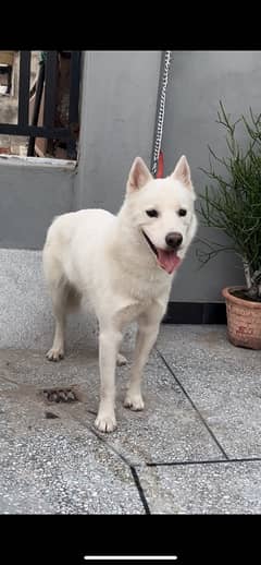 Siberian Husky Female