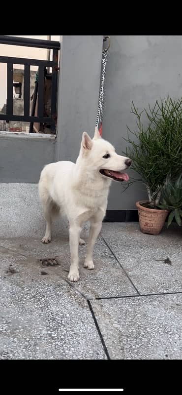 Siberian Husky Female 3