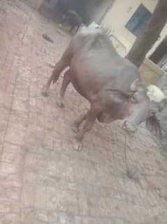 (Bhura katta) bull for sale