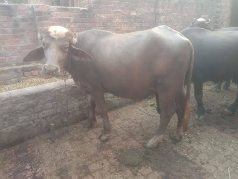 (Bhura katta) bull for sale 1