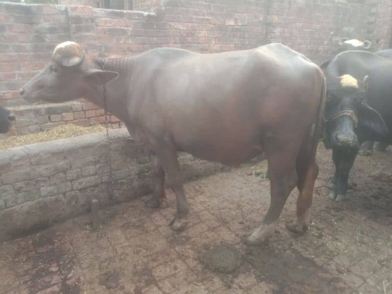 (Bhura katta) bull for sale 2