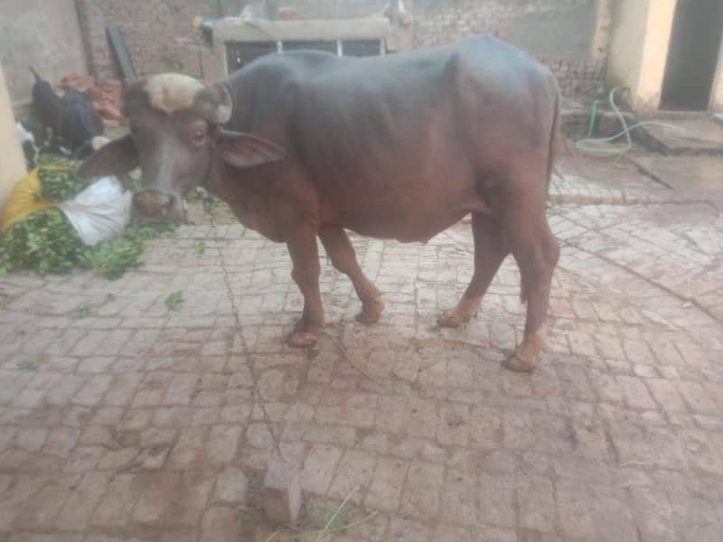 (Bhura katta) bull for sale 3