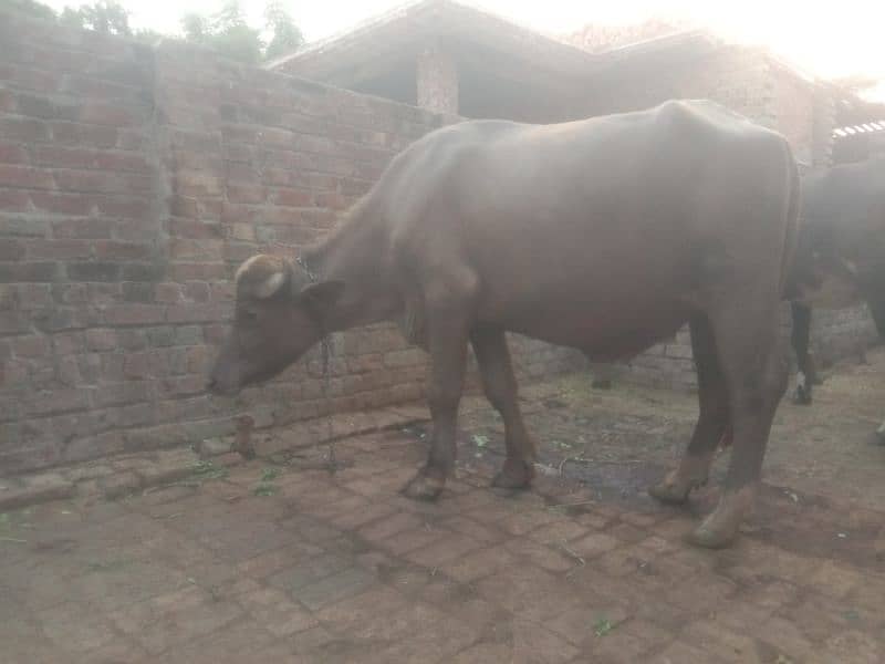 (Bhura katta) bull for sale 4